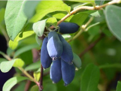 124676 1 124676 1 124676 1 lonicera kamtschatica leningradskij velikan