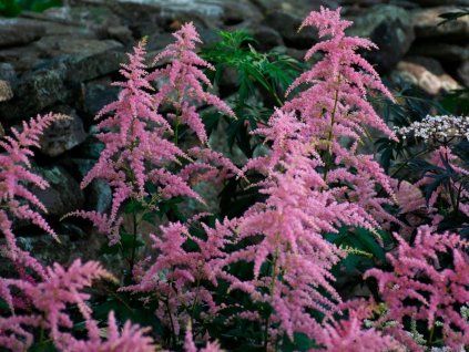 124724 cechrava arendsova bressingham beauty astilbe arendsii bressingham beauty