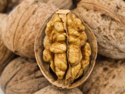 Ořešák 'Jupiter' - kontejner  Juglans regia  'Jupiter'