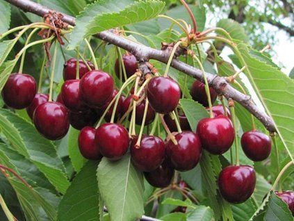 Třešeň 'Kaštánka' - kontejner  Prunus avium 'Kaštánka'