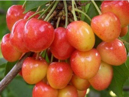 Třešeň 'Napoleonova' - kontejner  Prunus avium 'Napoleonova'