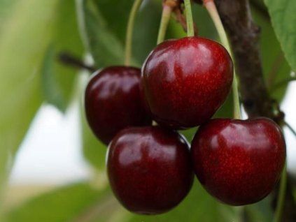 Třešeň 'Karešova' - kontejner  Prunus avium 'Karešova'