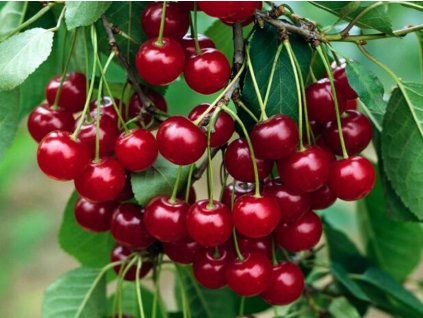 Višeň 'Morellenfeuer' - kontejner  Prunus cerasus  'Morellenfeuer'