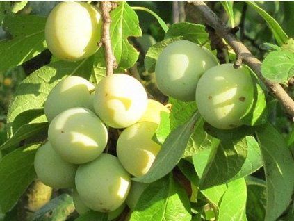 Ryngle 'Ontario' - kontejner  Prunus domestica subsp. italica ´Ontario´