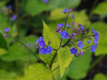 brunnera macrophylla dianes gold bc water16 14 4 23a 10adb128db