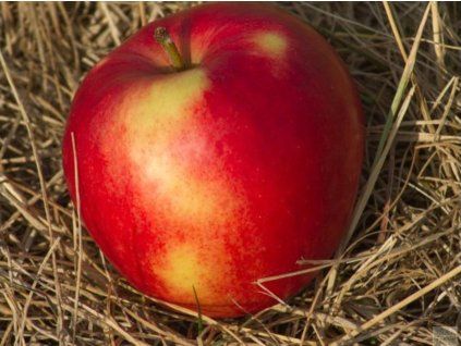 Jabloň 'Katia' - kontejner  Malus domestica 'Katia'