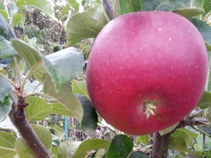 Jabloň 'Lord Lambourne Red' - kontejner  Malus domestica 'Lord Lambourne Red'