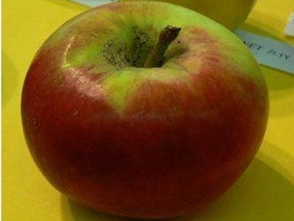 Jabloň 'Berlepschova Reneta' - kontejner  Malus domestica 'Berlepschova Reneta'