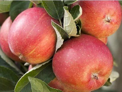 Jabloň 'Braeburn'  Malus domestica 'Braeburn'