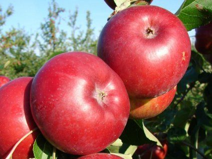 Jabloň 'Juno' - kontejner  Malus domestica 'Juno'