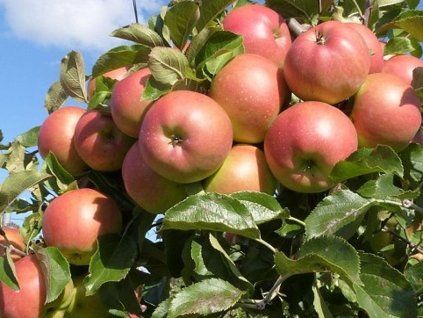 Jabloň 'Lipno' - kontejner  Malus domestica 'Lipno'