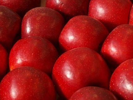 Jabloň 'Red Bohemia' - kontejner  Malus domestica 'Red Bohemia'