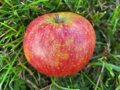 Jabloň 'Merkur' - kontejner  Malus domestica 'Merkur'