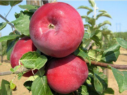 Jabloň 'Admirál' - kontejner  Malus domestica 'Admirál'