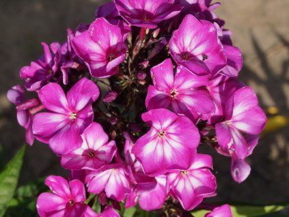 Phlox �Sweet Summer Surprise�