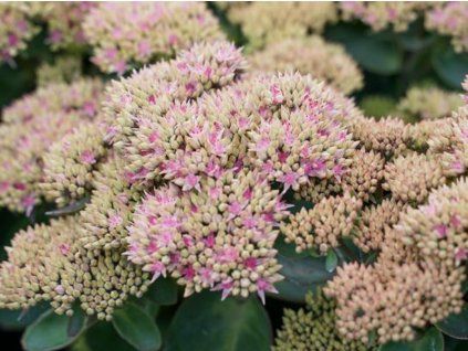 124958 rozchodnik pink passion sedum pink passion