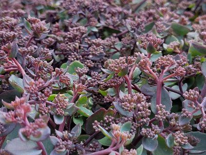 Rozchodník 'Seduction Rose Soiree' - Sedum 'Seduction Rose Soiree'  Sedum 'Seduction Rose Soiree'