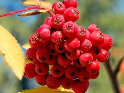 Jeřáb 'Sacharnaja' - kontejner  Sorbus aucuparia ´Sacharnaja´