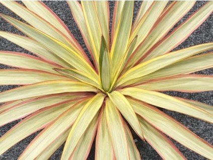 Yucca citrus twist 1080x675