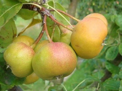 Hruškojeřáb ouškatý - kontejner  Sorbopyrus auricularis