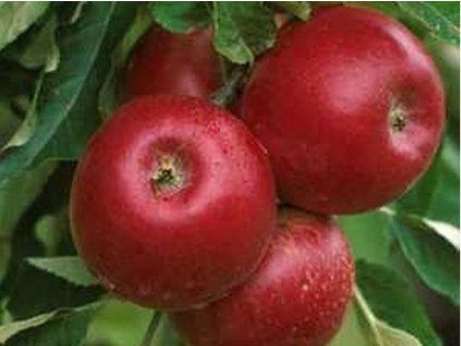 Jabloň 'Rode Jonathan' - kontejner  Malus domestica 'Rode Jonathan'