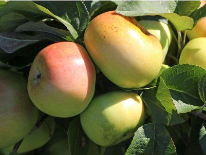 Jabloň 'Hammersteinovo' - kontejner  Malus domestica 'Hammersteinovo'