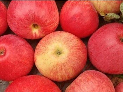 Jabloň sloupovitá 'Galina' - kontejner  Malus domestica 'Galina'