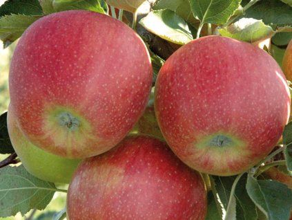 Jabloň 'Rubinstar' - kontejner  Malus domestica 'Rubinstar'