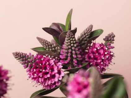 Hebe Vinoa� Pink closeup3 scaled