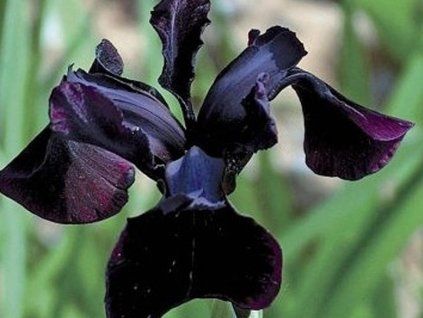 black form