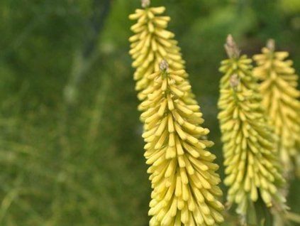Mnohokvět 'Green Jade' - Kniphofia 'Green Jade'  Kniphofia 'Green Jade'