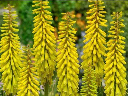 Mnohokvět 'Sunningdale Yellow' - Kniphofia 'Sunningdale Yellow'  Kniphofia 'Sunningdale Yellow'