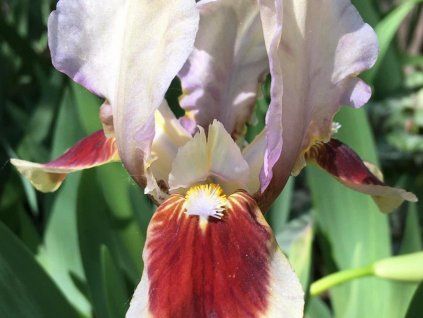 Kosatec nízký 'Red Heart' - Iris barbata-nana 'Red Heart'  Iris barbata-nana 'Red Heart'