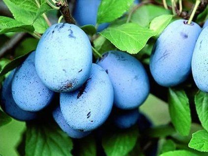 Švestka 'Haroma' - kontejner  Prunus domestica 'Haroma'