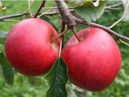 Jabloň 'Fantazia'- kontejner  Malus domestica 'Fantazia'
