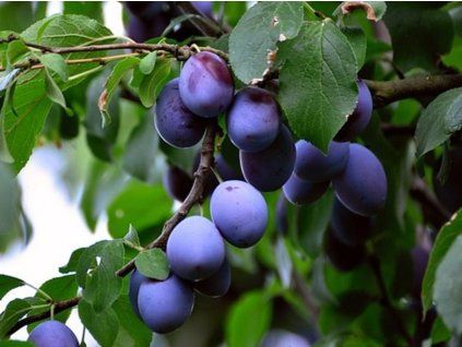 Švestka 'Julika®'  Prunus domestica ´Julika®'