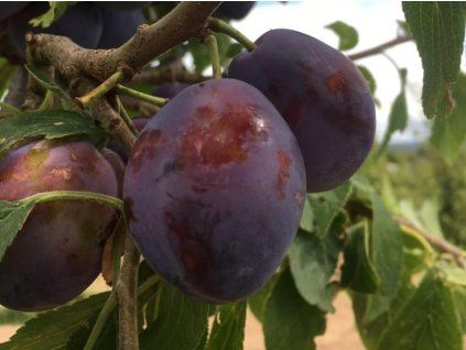 Švestka 'Sanctus Hubertus'  Prunus domestica ´Sanctus Hubertus´