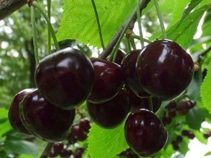 Třešeň 'Pola'  Prunus avium 'Pola'