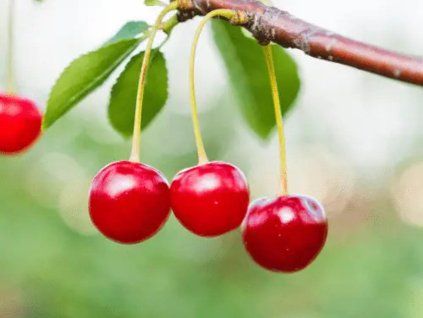 Višeň 'Ametyst'  Prunus cerasus 'Ametyst'