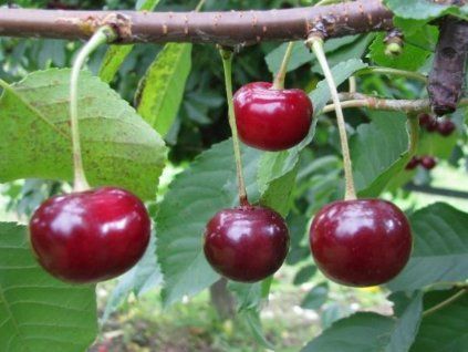 Višeň 'Ksiażeca'  Prunus cerasus 'Ksiażeca'