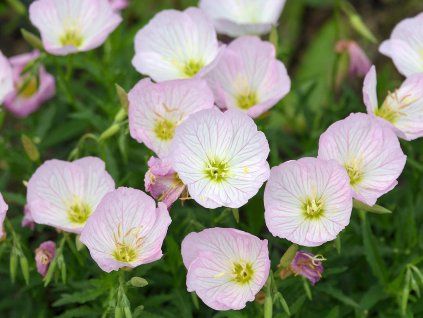 oenothera speciosa siskiyou pink