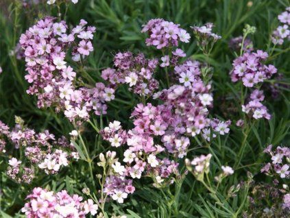 Gypsophila Niedriges Schleierkraut Knuddel VF II