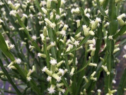 baccharis