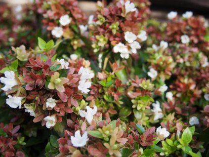 abelia grandiflora x little lady