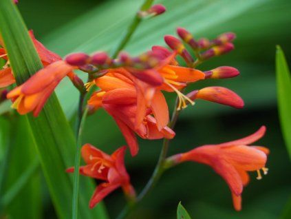 125658 1 montbrecie fire fly crocosmia fire fly