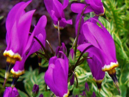 125661 1 bozskokvet red wings dodecatheon red wings