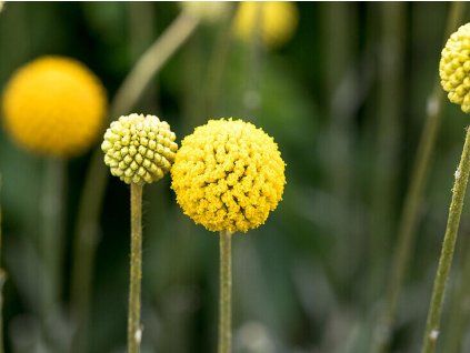 14044284 Craspedia globosa Golf Beauty