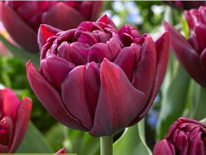 125769 tulipan alison bradley