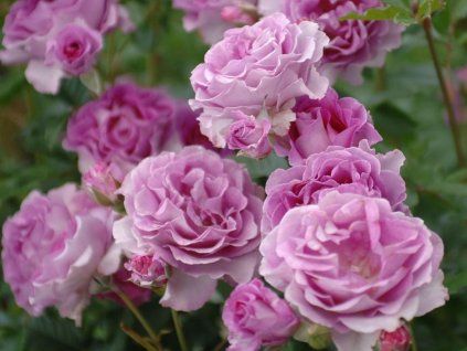 laander Parfum