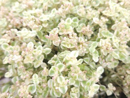 Sedum Little Missy (1)